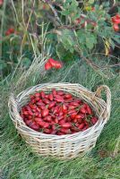 Rosehips from wild hedgerow species of rose 