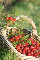 Rosa - Rose hips from wild species rose in the hedgerow in a wicker trug in autumn, late October.