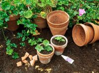 Cuttings of Pelargonium in pots