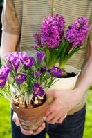 Man holding purple Crocus in terracotta pot and purple Hyacinthus growing in cream enamel pot