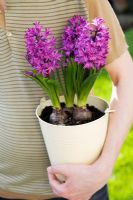 Man holding purple Hyacinthus growing in cream enamel pot