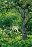 Lilium martagon 'Album' beneath an ancient Malus - Redford Garden also known as Les Jardins de Metis