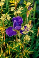 Iris reticulata and Filipendula ulmaria 'Aurea'