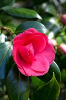 Camellia japonica 'Julia Drayton'
