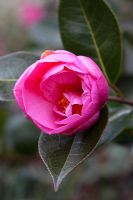 Camellia x williamsii 'Rose Quartz'
