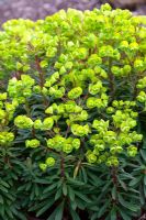 Euphorbia Redwing 'Charam'