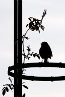 Erithacus Rubecula - Robin perched on garden arbor in silhouette