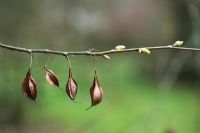Halesia monticola - Seed pods and new buds of Mountain Silverbell 