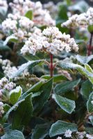 Viburnum tinus covered in frost