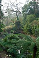 Wooden walkway through the Jungle with Dicksonia antarctica - The Lost Gardens of Heligan, Cornwall