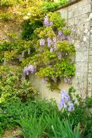 Wisteria growing against a wall with Iris 'Jane Phillips' beneath