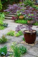 Acer palmatum 'Burgundy Lace' in container on patio with Sisyrinchium montanum growing between paving