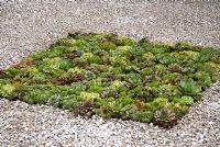 Sempervivum bed sunk in gravel, The Porsche Garden - RHS Hampton Court Flower Show 2008