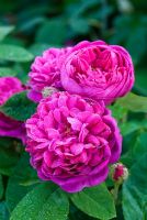 Dew drops on Rosa 'Rose de Rescht'