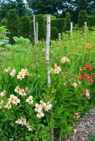 Rows of Alstroemeria supported by twine tied to posts, grown for cut flowers stems - Loseley House