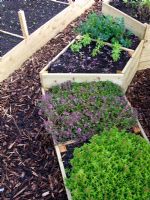Herb garden in raised beds - Ashton Vale Allotments, Bristol 