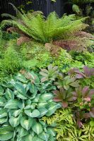 Border with Rodgersia, Hosta and ferns - Bourton House, Gloucestershire 