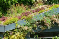 Living 'green' roof with Lonicera growing around eaves - Mill Dene Gardens, Blockley, Gloucestershire 