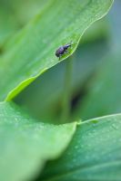 Otiorhynchus sulcatus - Vine weevil on leaf