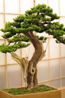 Taxus cuspidata, 150 years old. Herons Bonsai Ltd stand at RHS Chelsea Flower Show 2006, Silver-Gilt Flora medal
