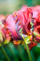 Tulipa 'Rococo' - Parrot tulip