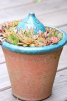Sempervivums in a terracotta pot