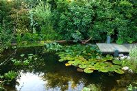 Decking leading down to wildlife pond, with Nymphaea and dragonfly sculpture