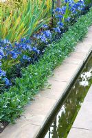 Water rill lined with rows of Laurentia 'Blue Star', Agapanthus 'Chloe' and Iris
