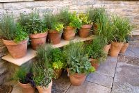 Courtyard with selection of herbs in terracotta pots