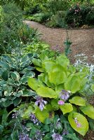 Hosta 'Sum and Substance' growing in shady area