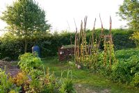Vegetable garden with runner beans growing up homemade supports