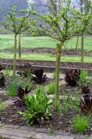 Standard red gooseberry trees, Ribes, underplanted with chicory 'Rossa di Treviso and chives in ornamental vegetable garden, April