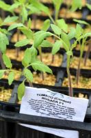 Tomato 'Rosada F1' seedlings in rootrainers