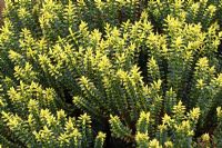 Hebe 'New Zealand Gold'  with yellow spring growth