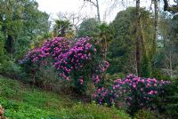 Large pink Rhododendron growing at the Lost Gardens of Heligan, Cornwall