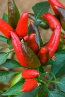 Capsicum annuum 'De Arbol' - Chilli Pepper
