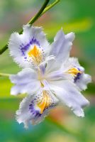 Iris japonica  