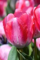 Tulipa 'Denise'