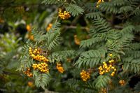 Sorbus 'Sunshine' at the Dorothy Clive Garden