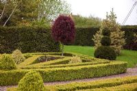 Clipped hedges and topiary - The Garden House, Erbistock 