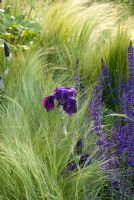 Iris 'Black Knight', Stipa tenuissima and Salvia nemorosa 'Mainacht' in The Marshalls Garden That Kids Really Want! - RHS Chelsea Flower Show 2008