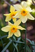 Narcissus 'Bath's Flame'