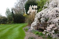 Prunus yoshino pendula with wooden bench and Pampas Grass - Swallow Hayes, Shropshire