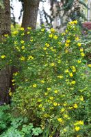 Coronilla valentina subsp. glauca