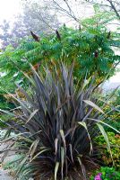 Rhus typhina with Phormium in the foreground