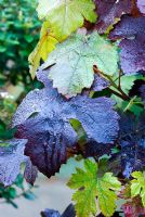 Vitis vinifera 'Purpurea'