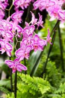 Phalaenopsis 'Miss Cuba' - Moth orchid at RHS Wisley
