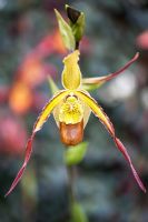 Phragmipedium 'Les Dirouilles' - Slipper Orchid