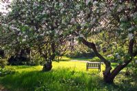 Malus trees in white blossom amongst meadow and cut grass - Denmans Garden, Chichester, Hampshire 
