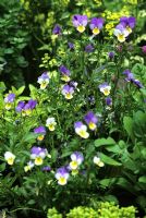 Viola tricolor - Wild Pansy